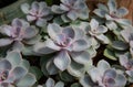 Echeveria Ã¢â¬ËDusty RoseÃ¢â¬â¢ , Planted in a nursery